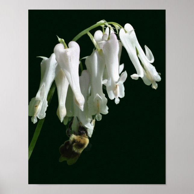 Póster Flor De Columba Blanca Y Abeja De Burbuja (Frente)