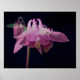 Póster Flor De Columba Rosa Intensa Se Acerca
