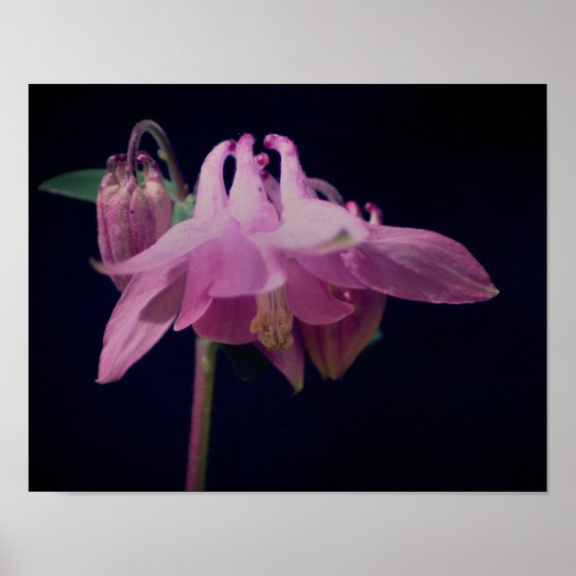 Póster Flor De Columba Rosa Intensa Se Acerca (Frente)