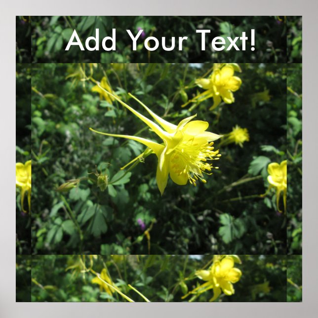 Póster Flor de Columbina (Frente)