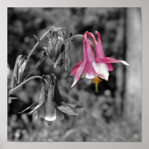 Póster Flor de Columbina Negra y Blanca con Color Parcial