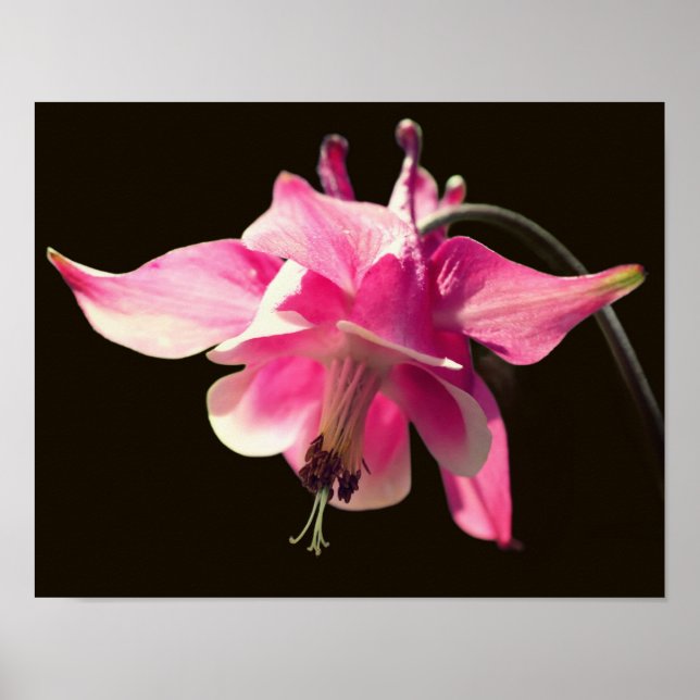 Póster Flor de Columbina rosa acercar (Frente)