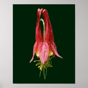 Póster Flor de Columbina Vivid Red Wild
