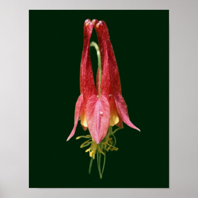 Póster Flor de Columbina Vivid Red Wild (Frente)