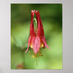 Póster Flor de Columbina Vivid Red Wild