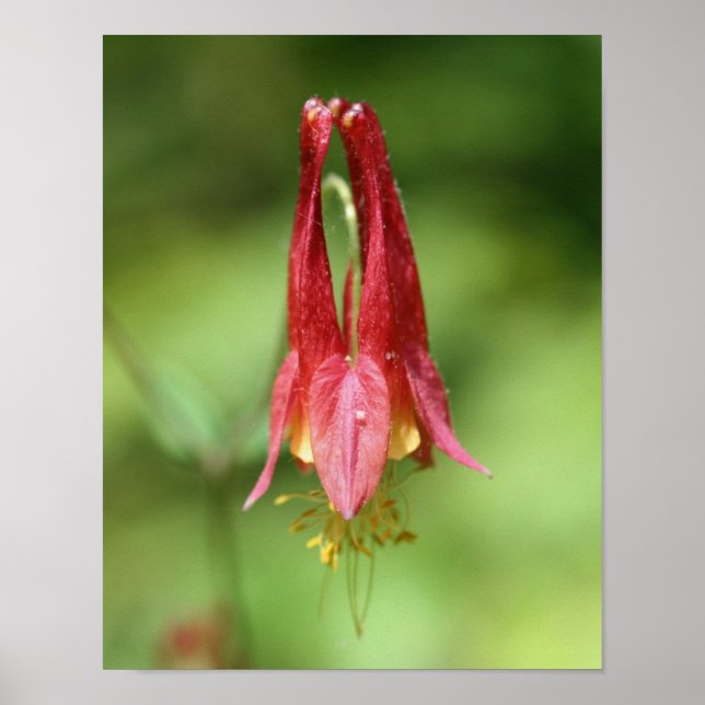 Póster Flor de Columbina Vivid Red Wild (Frente)