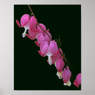 Póster Flor de corazón sangrante rosa