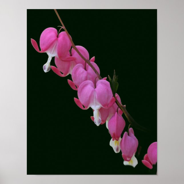 Póster Flor de corazón sangrante rosa (Frente)