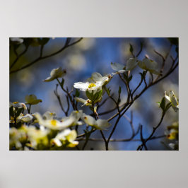Póster Flor de cornejo,