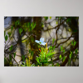 Póster Flor de cornejo,
