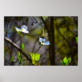 Póster Flor de cornejo,