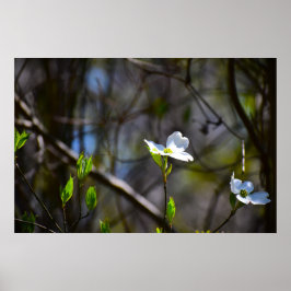 Póster Flor de cornejo,
