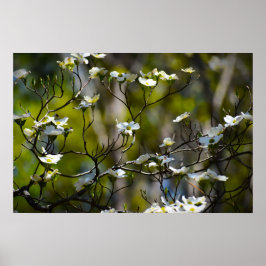 Póster Flor de cornejo,
