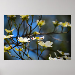 Póster Flor de cornejo,
