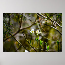 Póster Flor de cornejo,