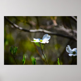 Póster Flor de cornejo,