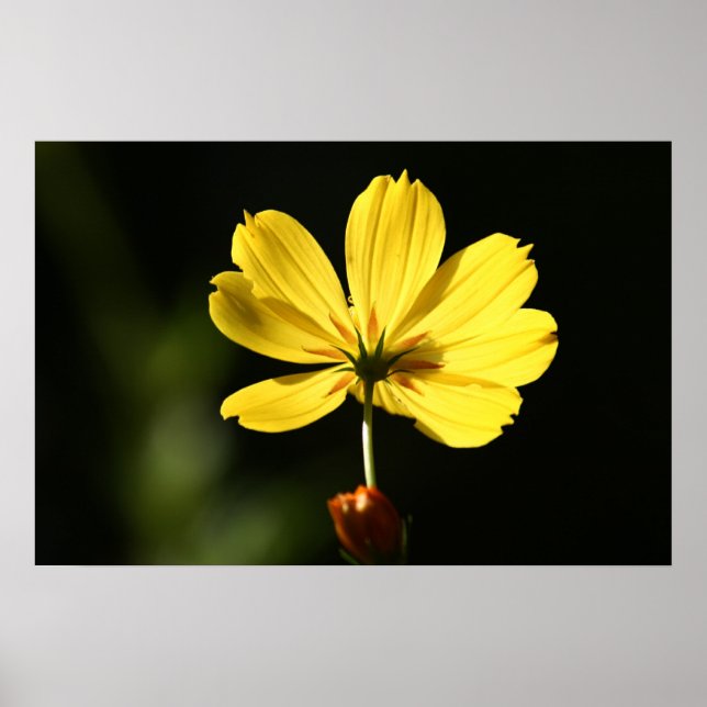 Póster Flor de cosmos amarillo (Frente)