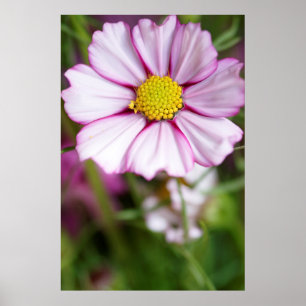 Póster Flor de Cosmos (bidens formosa)