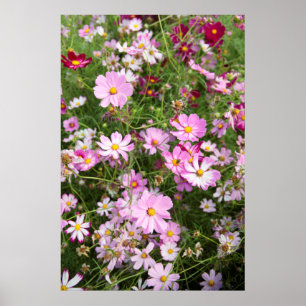 Póster Flor de Cosmos (Bidens Formosa). Kirkwood