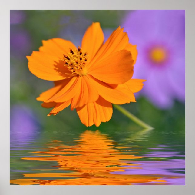 Póster flor de cosmos naranja sobre el agua (Frente)