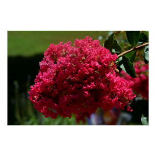 Póster Flor de Crepe Myrtle