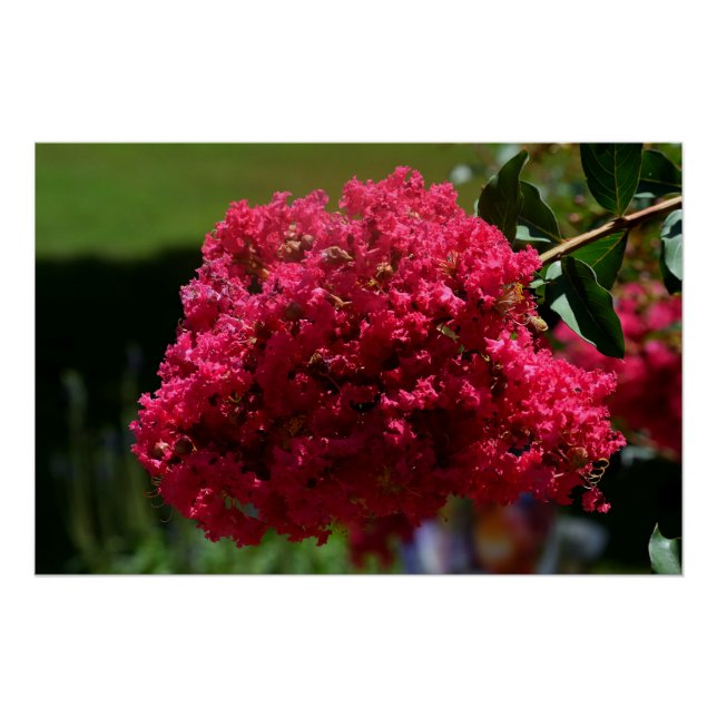 Póster Flor de Crepe Myrtle (Anverso)