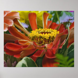 Póster Flor de crisantemo