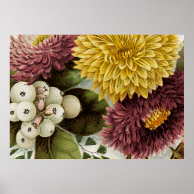 Póster Flor de crisantemo Flor Flor Floral (Frente)