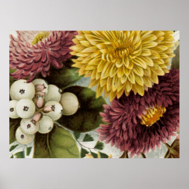 Póster Flor de crisantemo Mum Floral (Frente)