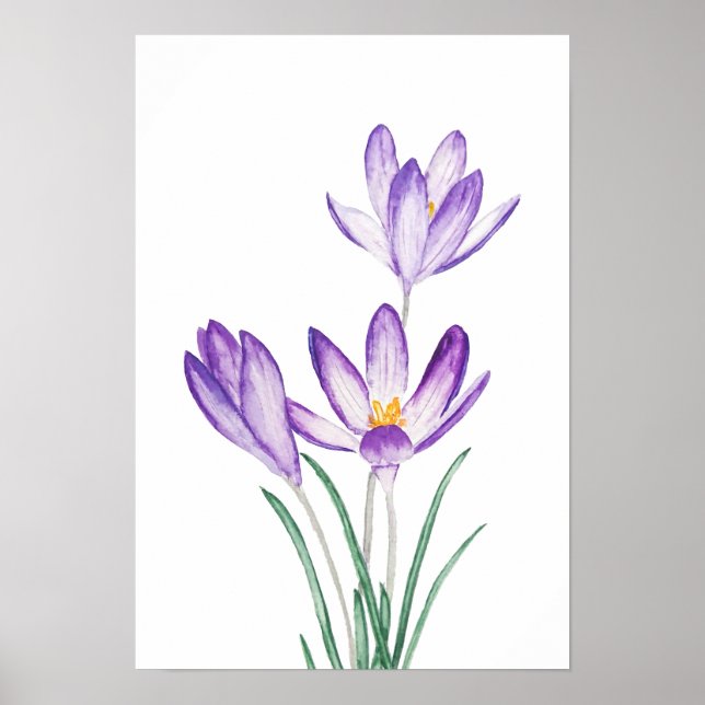Póster flor de croco púrpura acuarela (Frente)