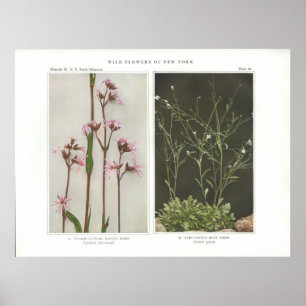 Póster Flor de cuco; Robin con trazo - Lychnis flos-cucuc