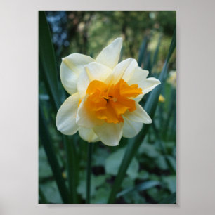 Póster Flor de Daffodil