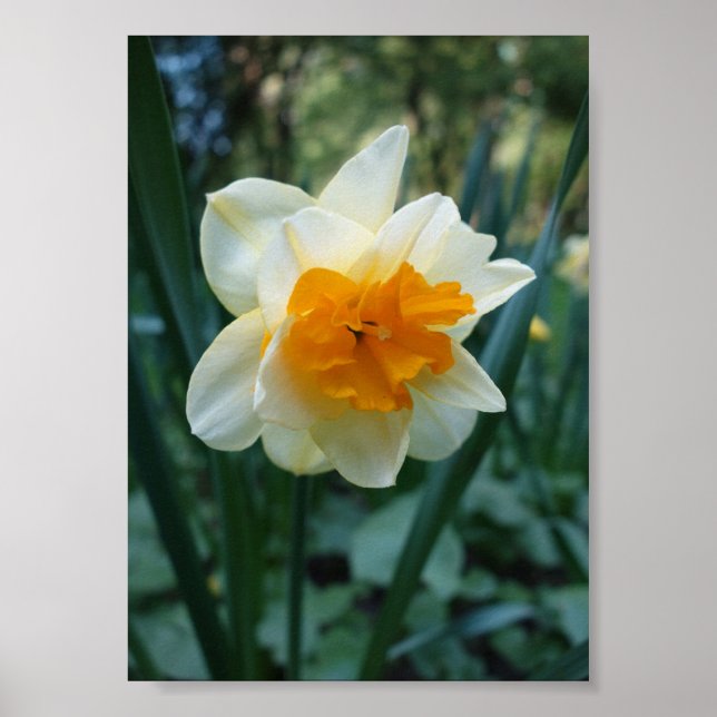 Póster Flor de Daffodil (Frente)