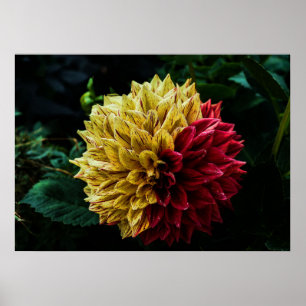 Póster Flor de Dahlia