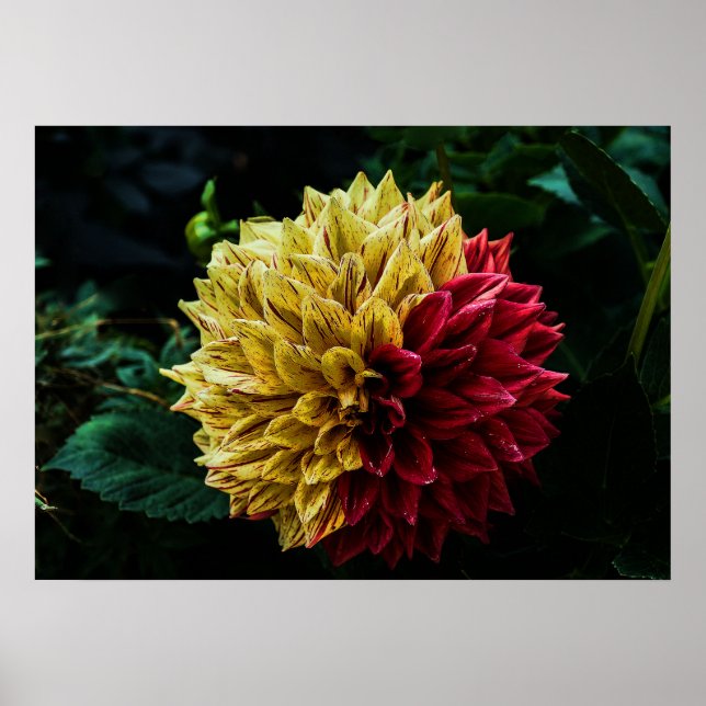 Póster Flor de Dahlia (Frente)