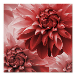 Póster Flor de dahlia de monotona roja vibrante