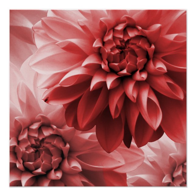 Póster Flor de dahlia de monotona roja vibrante (Anverso)
