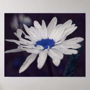 Póster Flor De Daisy Con Centro Azul Resumen