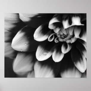Póster Flor de Dalia en Blanco y Negro