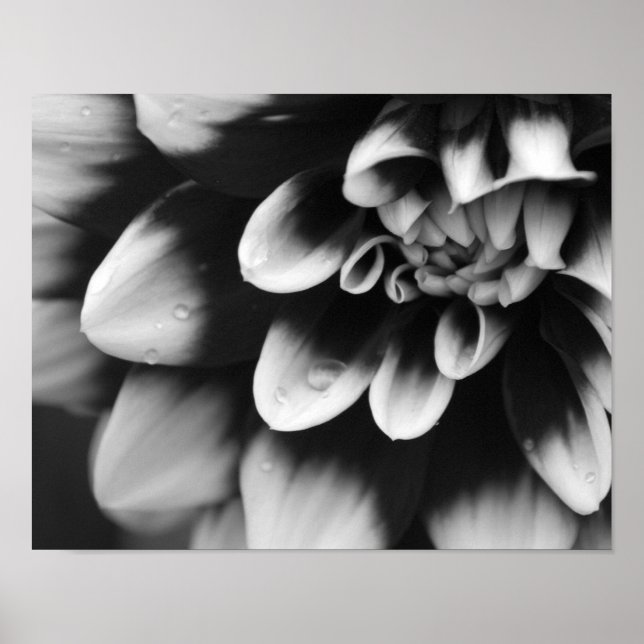 Póster Flor de Dalia en Blanco y Negro (Frente)