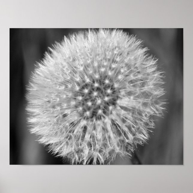 Póster Flor De Dandelio Blanco Fluffy En Blanco Y Negro (Frente)