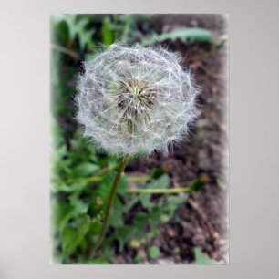 Póster flor de dandelion