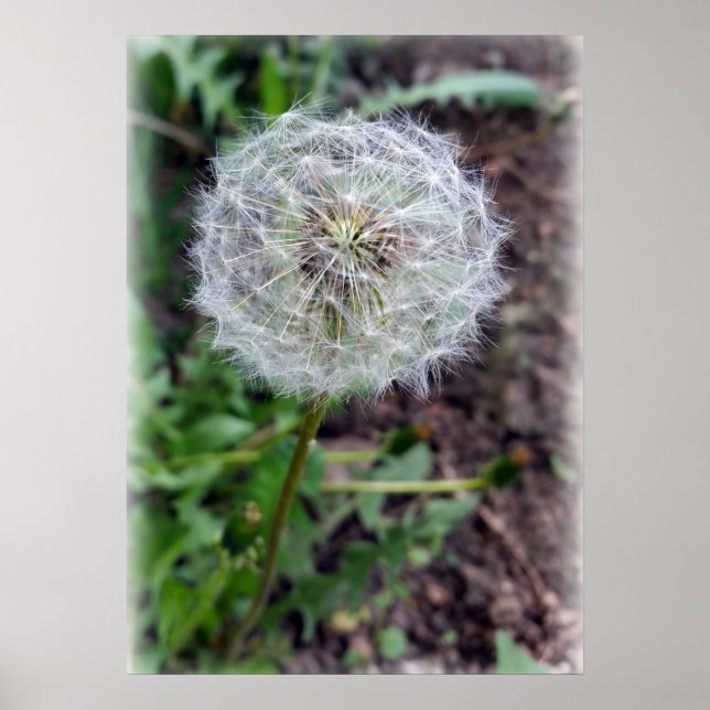 Póster flor de dandelion (Frente)
