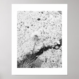 Póster Flor de Dandelion aplastada foto en blanco y negro