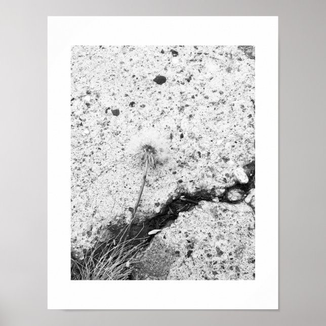 Póster Flor de Dandelion aplastada foto en blanco y negro (Frente)