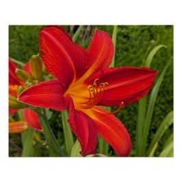 Póster Flor de Día Brillante Naranja de Hemerocallis