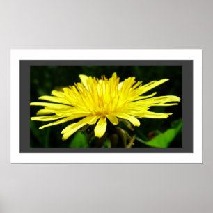 Póster Flor de diente de león amarillo en el marco.