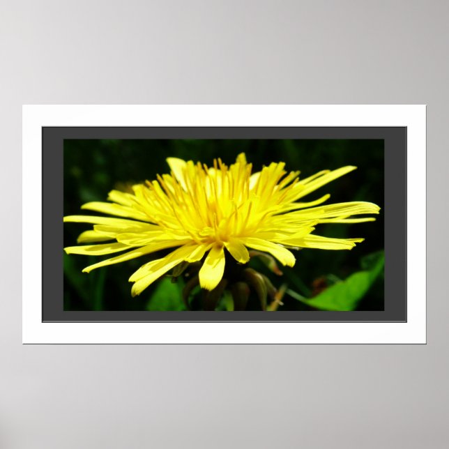 Póster Flor de diente de león amarillo en el marco. (Frente)