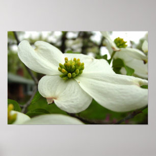 Póster Flor de dogwood blanca