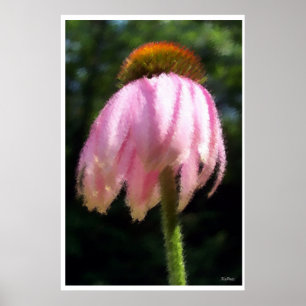 Póster Flor de equinácea en la brisa